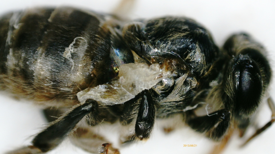 Včela napadená virem deformovaných křídel.