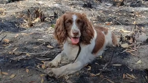 Koaly zachraňují i cvičení psi, dokážou vystopovat pach jejich srsti.