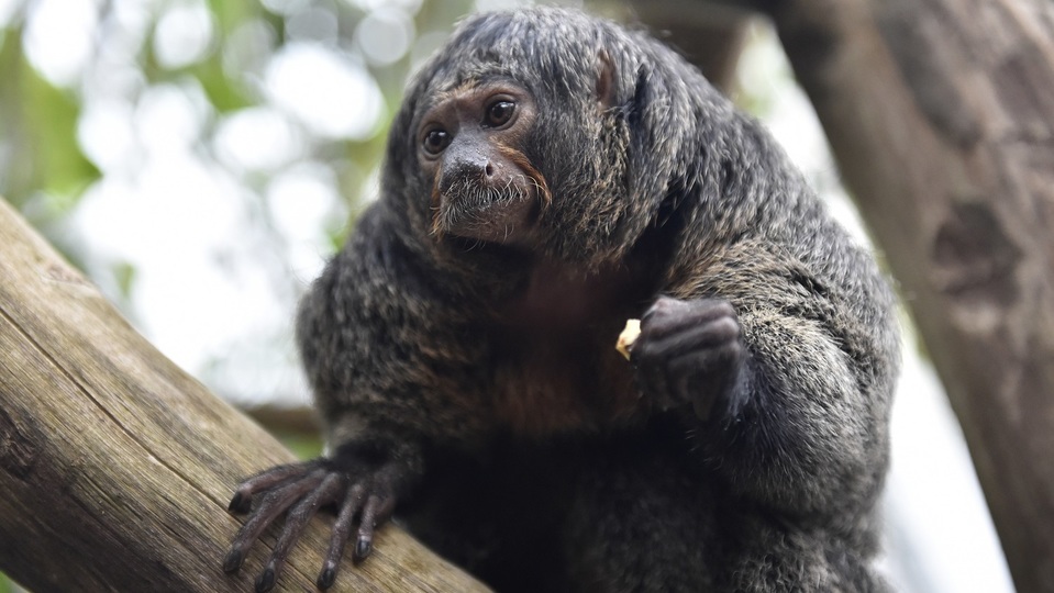 Chvostan bělolící.