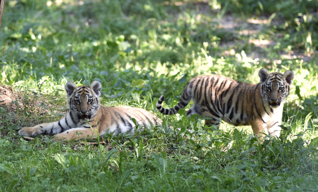 Mláďata tygrů ussurijských.