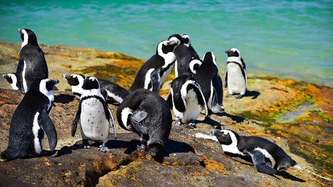 Tučňáci "mluví" stejně jako lidé, často používají jednoslabičná slova.