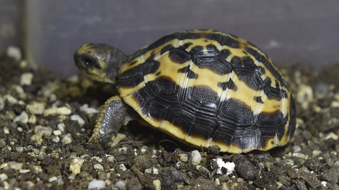 Želva pavoukovitá.