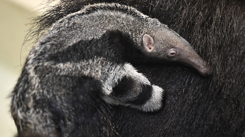 Mládě mravenečníka velkého.