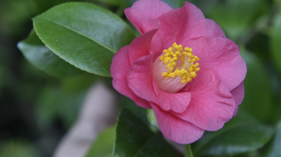 V japonské oranžerii na zámku v Lysicích na Blanensku rozkvétají v těchto dnech stovky pestrých kamélií.