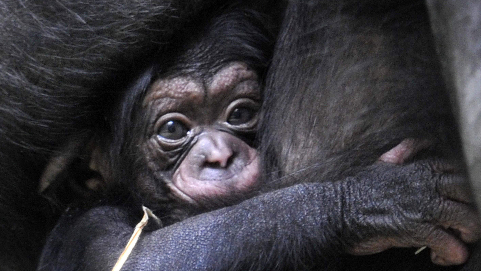 Šimpanz hornoguinejský.