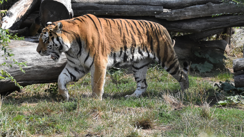Zoo v Hluboké nad Vltavou.