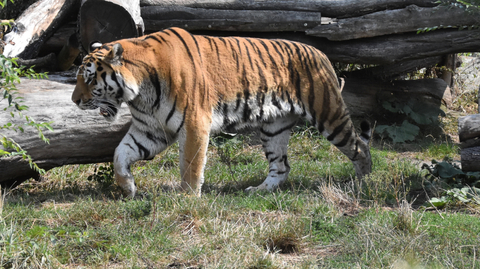 Zoo v Hluboké nad Vltavou.