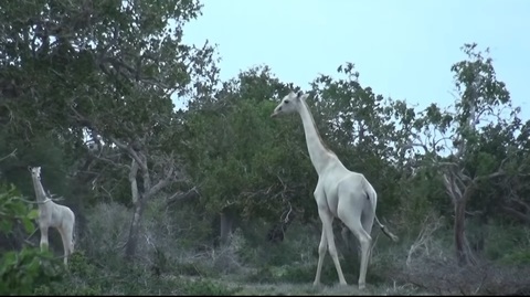 Vzácné bílé žirafy v keňské rezervaci.