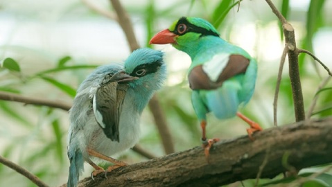 Na snímku je mládě krasky vlevo, vpravo je jeden z rodičů.