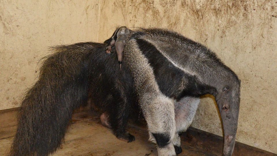 Mravenečník v liberecké zoo.