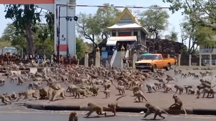 Úbytek turistů v Thajsku vedl k bitvě opic.