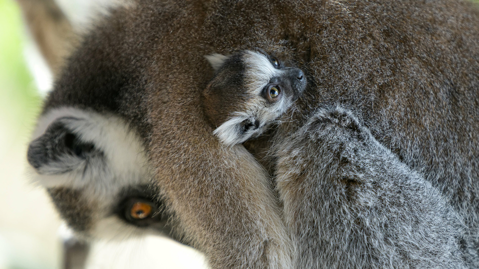 Dvojčata lemurů kata.