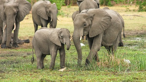 Slon africký.