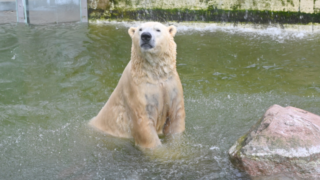 Lední medvěd v Zoo Neumünster.
