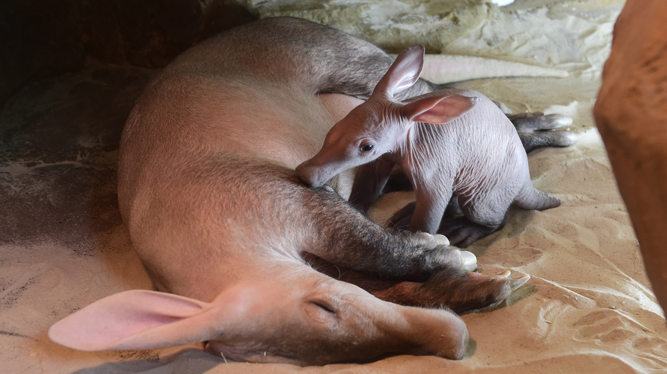 Zoologická zahrada na Svatém Kopečku u Olomouce představila 22. dubna 2020 mládě hrabáče kapského, které se narodilo 26. března. Matka jménem Nyota mládě pravidelně kojí.