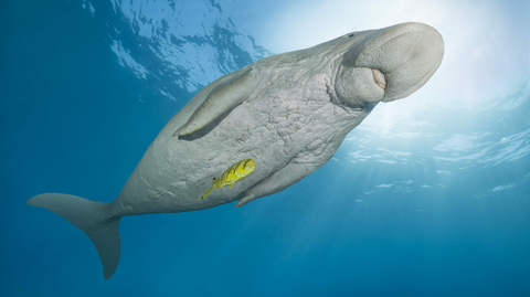 Dugong indický.
