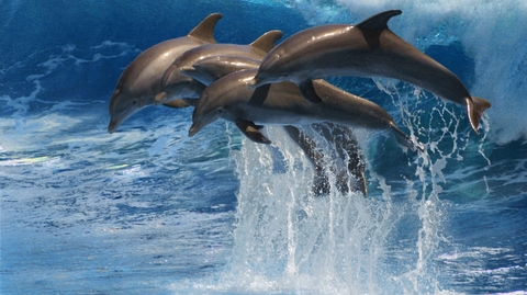 Delfíni (ilustrační foto).