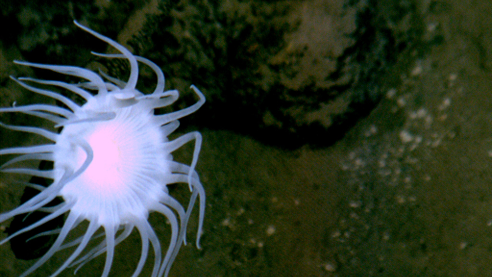 V Mariánském příkopu.