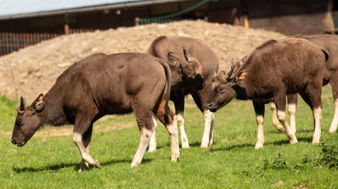 Gauři indičtí ve zlínské zoo. 