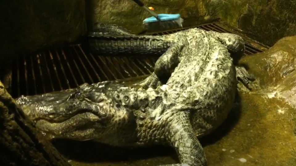 Uhynul aligátor, který přežil bombardování. Prý patřil Hitlerovi