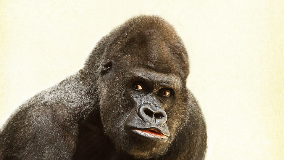 Pytláci v Ugandě zabili vůdce gorilí skupiny.