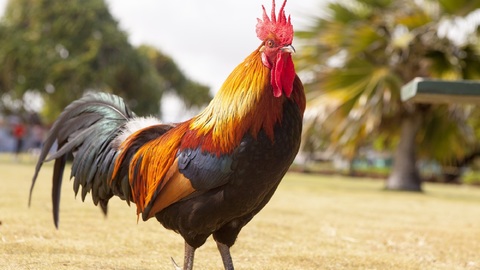 Kohout Maurice, symbol francouzského venkova, dokokrhal (ilustrační foto).