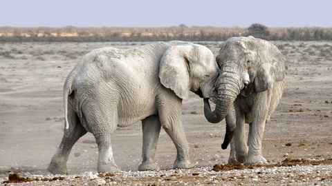 V Botswaně nevysvětlitelně přibývá mrtvých slonů.