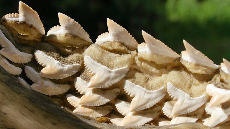 Dolní čelist mrtvého žraloka, ilustrační foto.