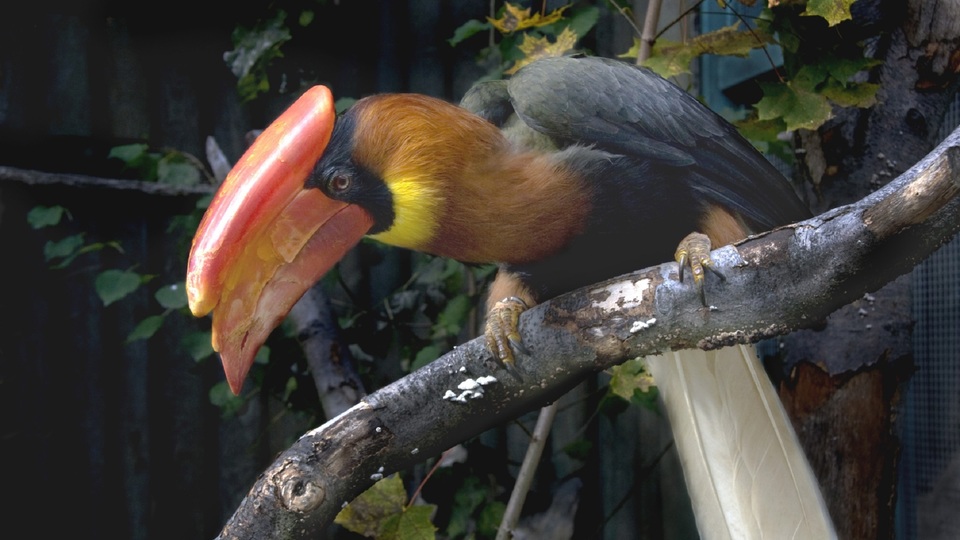 Samice dvojzoborožce nosorožčího z pražské zoo pokořila rekord.