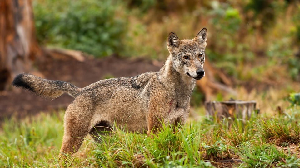 Broumovsko hlásí nárůst útoků vlků na zvířata.