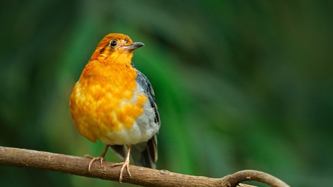Ptákům v Ostravě na barvě budky nezáleží, zjistili vědci.