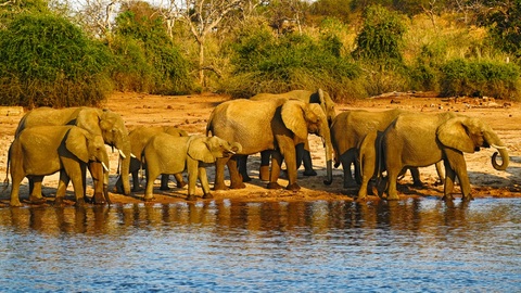 Za úhyn slonů nejspíš mohou toxiny přírodního původu.