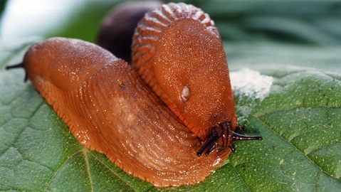 Největší škůdce zahrádek je plzák španělský.