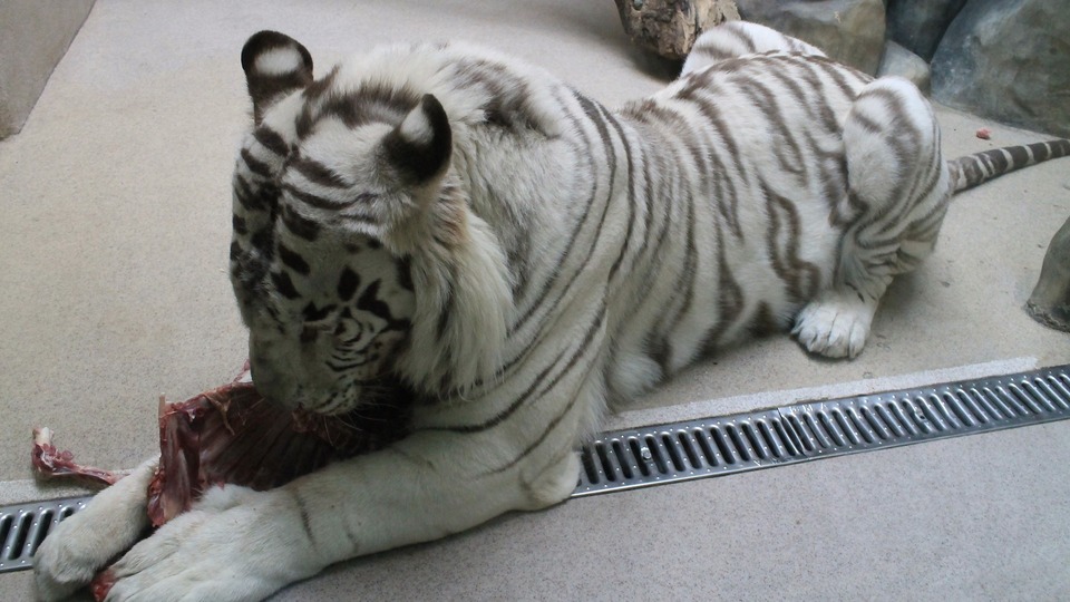 Bílý tygr z liberecké zoo.