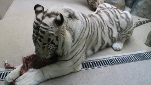 Bílý tygr z liberecké zoo.