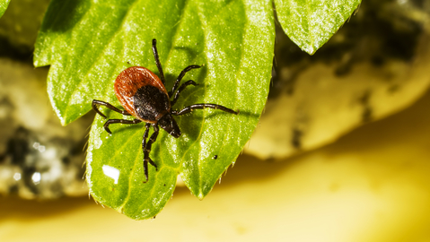 Klíště obecné na rostlině.