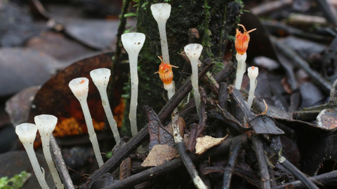 Hvězdnatka nejmenší.