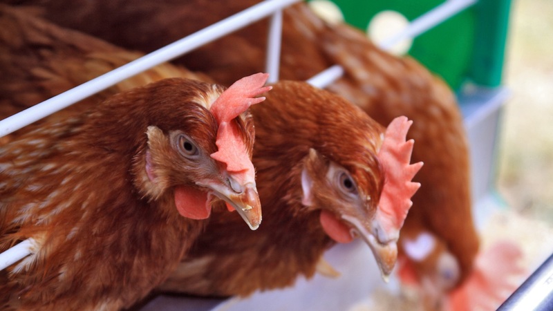 Sněmovna zakázala klecový chov slepic, ministr zemědělství byl proti.