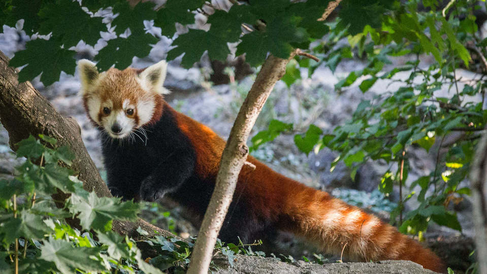 Panda červená.