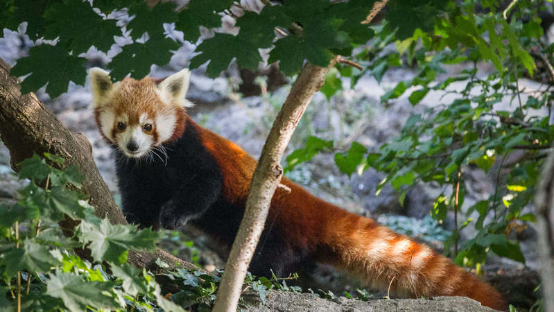 Panda červená.