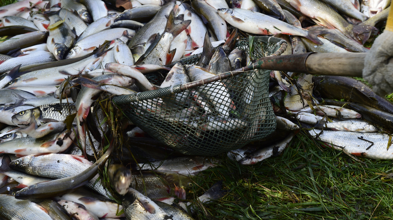 Uhynulé ryby (ilustrační foto).