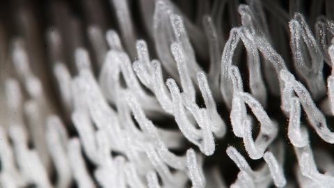 Nepůvodní druhy se zvýší až o třetinu, varují vědci.