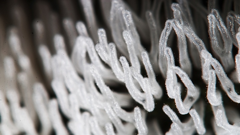 Nepůvodní druhy se zvýší až o třetinu, varují vědci.