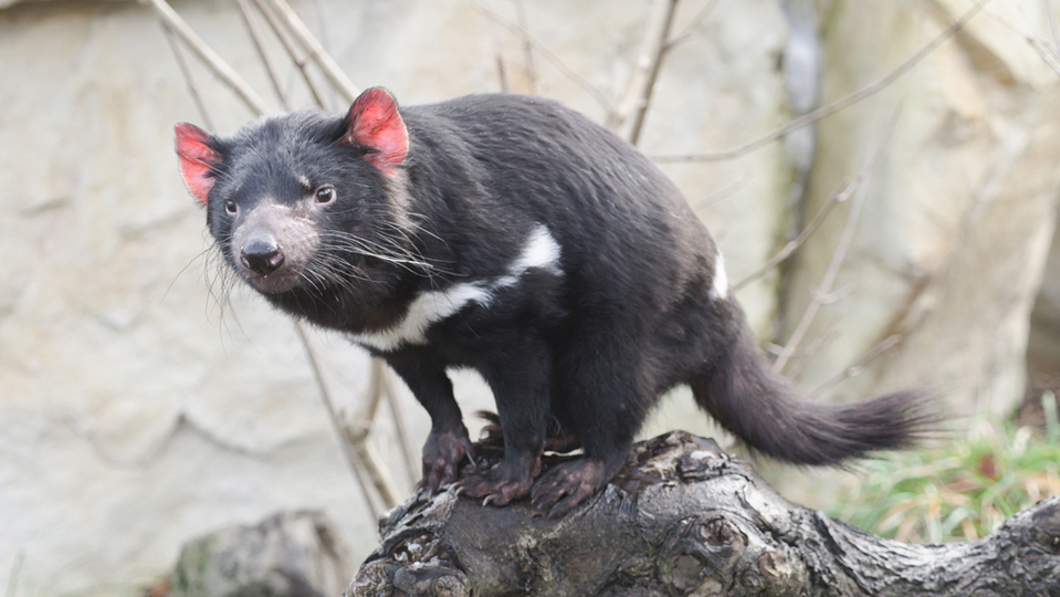 Tasmánští čerti se vracejí do australské přírody.