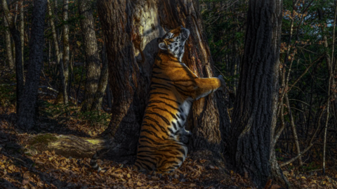 Gorškovova fotografie s názvem Objetí zachycuje vzácného tygra ussurijského.