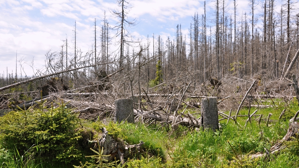 Les poničený kůrovcem.