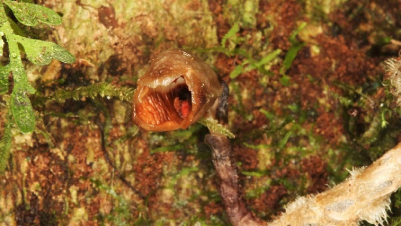 Údajně nejošklivější orchidej světa.