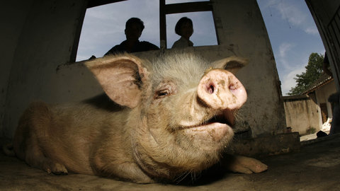 Slavný čínský Vepř se silnou vůlí.