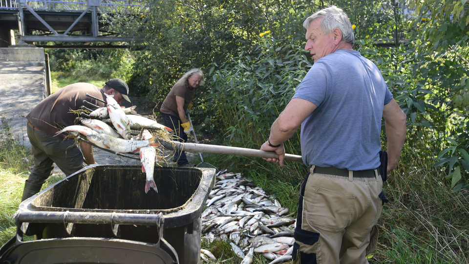 Rybáři nakládají leklé ryby z řeky Bečvy 21. září 2020 v Hustopečích nad Bečvou na Přerovsku. Kvůli neznámé látce, která se předchozího dne dostala do Bečvy na rozhraní Zlínského a Olomouckého kraje, uhynuly v řece tuny ryb.