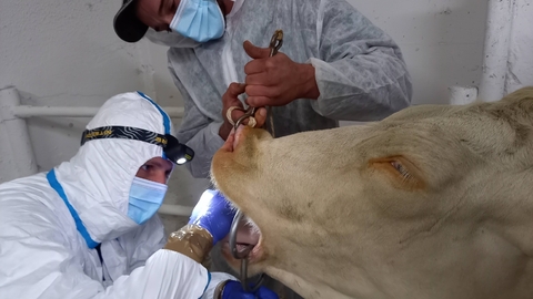 Vojáci odebírají vzorky z tlamy krávy, u které bylo podezření na nákazu, 1. září 2021 v Heroltovicích na Olomoucku při simulačním veterinárním cvičení Nákaza 2021.
